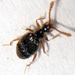 Brachygluta fossulata